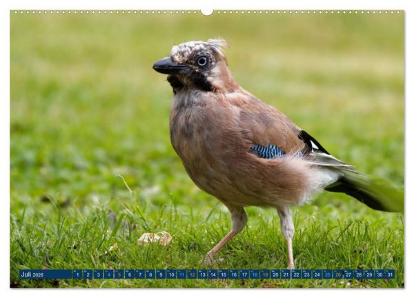 Produktbild: Eichelh&auml;her - Egon der Eichelh&auml;her fotografiert von Ostfriesenfotografie (Wandkalender 2026 DIN A2 quer), CALVENDO Monatskalender