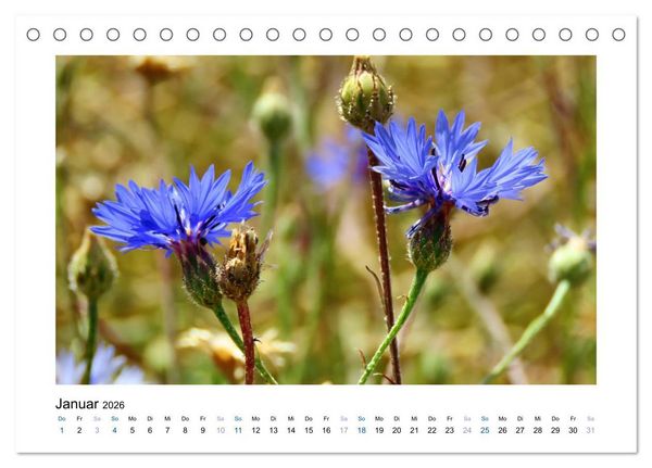 Produktbild: Kornblumen - Blaue Sch&ouml;nheiten (Tischkalender 2026 DIN A5 quer), CALVENDO Monatskalender