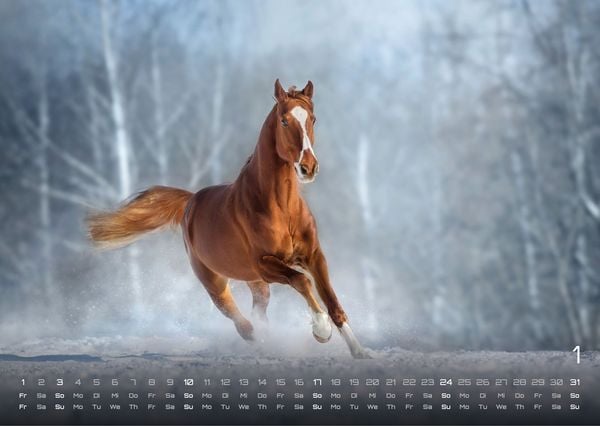 Produktbild: Pferdegefl&uuml;ster - Der Pferdekalender - 2027 - Kalender DIN A3