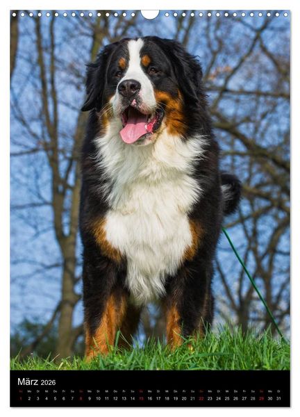 Produktbild: Faszination Berner Sennenhund (Wandkalender 2026 DIN A3 hoch), CALVENDO Monatskalender