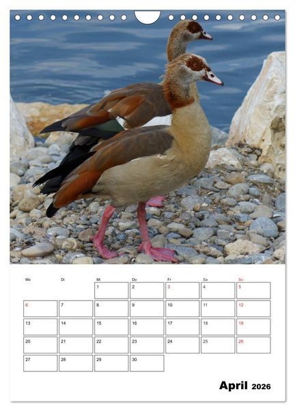 Produktbild: Gl&uuml;ckliche G&auml;nse (Wandkalender 2026 DIN A4 hoch), CALVENDO Monatskalender