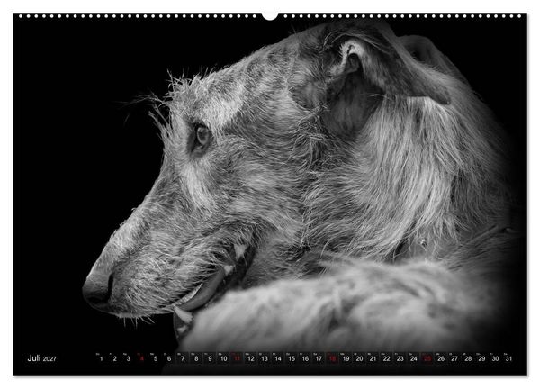 Produktbild: Galgo Espa&ntilde;ol - der spanische Windhund 2027 (Wandkalender 2027 DIN A2 quer), CALVENDO Monatskalender