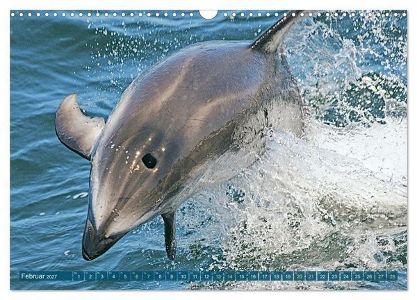 Produktbild: Delfine: Elegante Wellenreiter (Wandkalender 2027 DIN A3 quer), CALVENDO Monatskalender