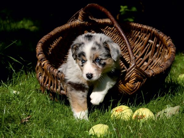 Produktbild: CALVENDO Puzzle Australian Shepherd-Welpe | 1000 Teile Lege-Gr&ouml;&szlig;e 64x48cm Foto-Puzzle f&uuml;r gl&uuml;ckliche Stunden