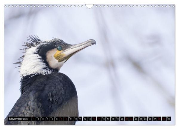 Produktbild: Der Kormoran - Ein intelligenter Fischj&auml;ger (Wandkalender 2026 DIN A3 quer), CALVENDO Monatskalender