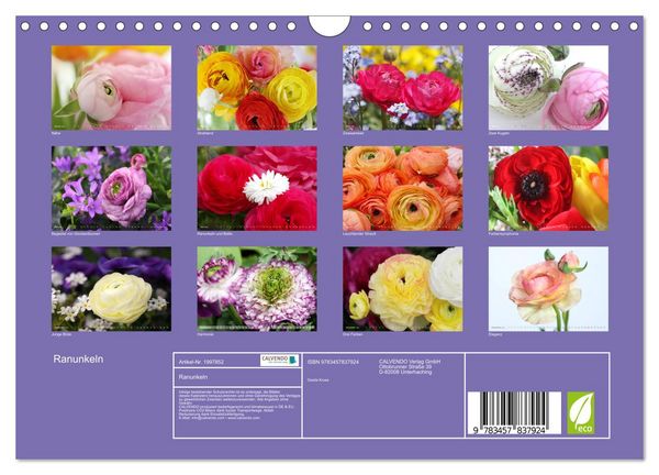Produktbild: Ranunkeln (Wandkalender 2026 DIN A4 quer), CALVENDO Monatskalender