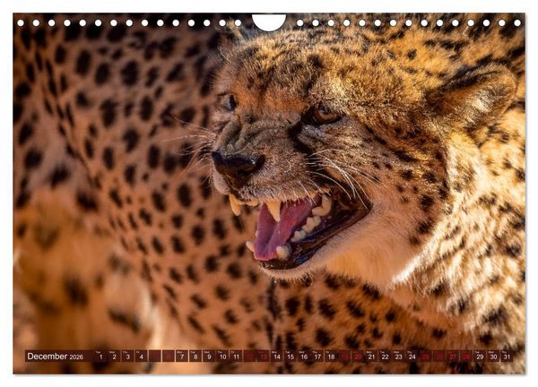 Produktbild: Amazing Cheetahs (Wall Calendar 2026 DIN A4 landscape), CALVENDO 12 Month Wall Calendar