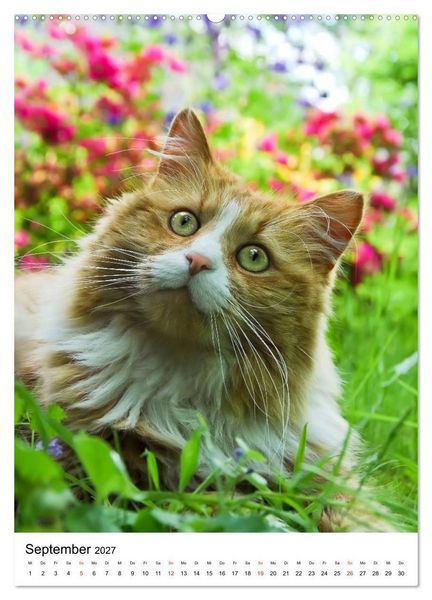 Produktbild: COUNTRY CATS (hochwertiger Premium Wandkalender 2027 DIN A2 hoch), Kunstdruck in Hochglanz