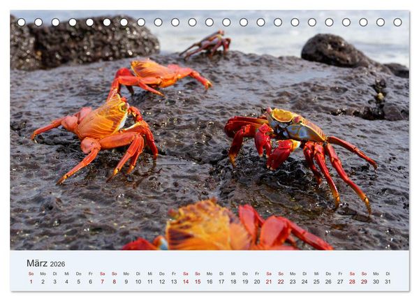 Produktbild: Entdecke Galapagos (Tischkalender 2026 DIN A5 quer), CALVENDO Monatskalender