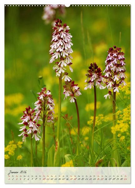 Produktbild: Florale Meisterwerke der Natur (hochwertiger Premium Wandkalender 2026 DIN A2 hoch), Kunstdruck in Hochglanz
