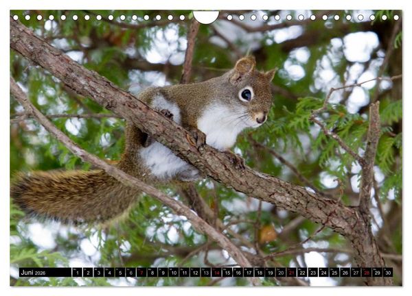 Produktbild: EICHH&Ouml;RNCHEN (Wandkalender 2026 DIN A4 quer), CALVENDO Monatskalender