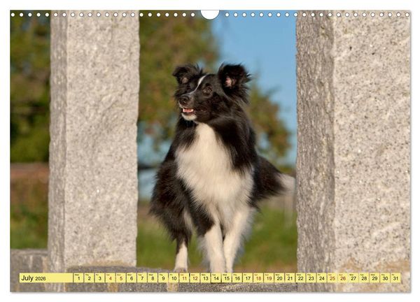 Produktbild: Shetland Sheepdogs - Sweet little charmers (Wall Calendar 2026 DIN A3 landscape), CALVENDO 12 Month Wall Calendar