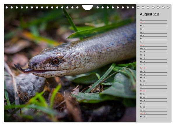 Produktbild: Salamander und Co. (Wandkalender 2026 DIN A4 quer), CALVENDO Monatskalender