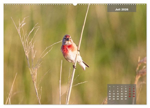 Produktbild: Naturparadies Nordstrand und Beltringharder Koog (hochwertiger Premium Wandkalender 2026 DIN A2 quer), Kunstdruck in Hochglanz