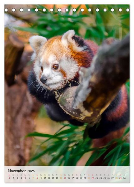 Produktbild: Roter Panda (Tischkalender 2026 DIN A5 hoch), CALVENDO Monatskalender