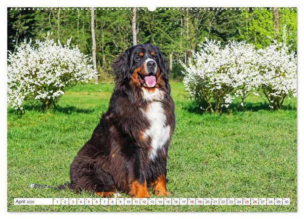 Produktbild: Berner Sennenhund - Der beste Freund f&uuml;rs Leben (hochwertiger Premium Wandkalender 2026 DIN A2 quer), Kunstdruck in Hochglanz