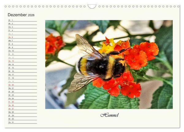 Produktbild: Blaue Holzbiene &ndash; Hummel &ndash; und Taubenschw&auml;nzchen. (Wandkalender 2026 DIN A3 quer), CALVENDO Monatskalender