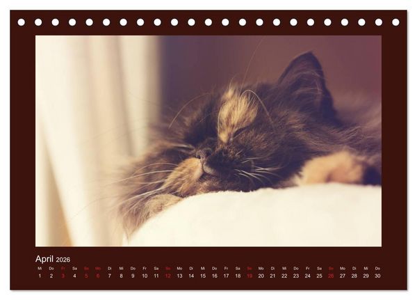 Produktbild: Britisch Kurzhaar Katzen - Poesie f&uuml;rs Auge (Tischkalender 2026 DIN A5 quer), CALVENDO Monatskalender