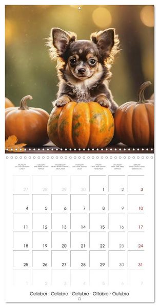 Produktbild: Chihuahuas - Companions for the Whole Year (Wall Calendar 2027 12 &times; 12 Inch) CALVENDO 12 Month Wall Calendar
