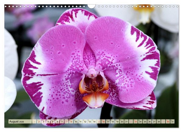Produktbild: Beliebte Orchideen (Wandkalender 2026 DIN A3 quer), CALVENDO Monatskalender