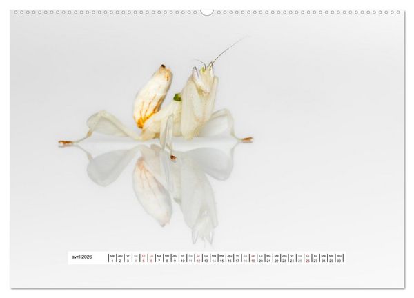 Produktbild: Chasseresses mystiques (Calendrier mural 2026 DIN A2 vertical) calendrier de bureau