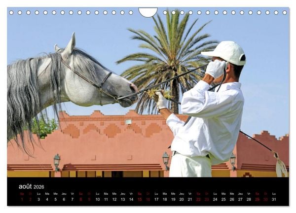 Produktbild: Les chevaux du Maroc (Calendrier mural 2026 DIN A4 vertical), CALVENDO calendrier mensuel
