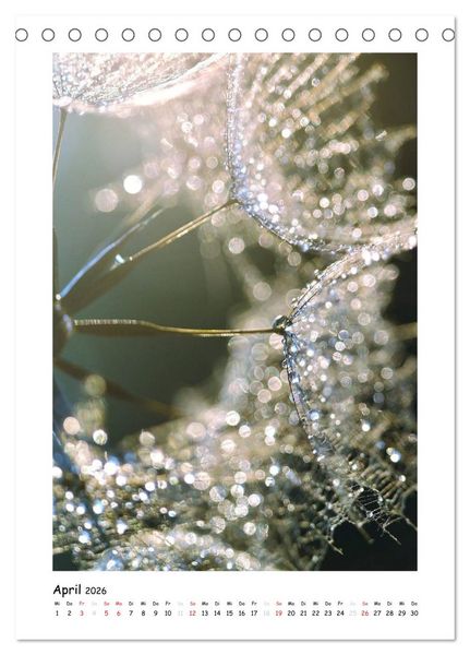 Produktbild: Die Pusteblume neu erleben (Tischkalender 2026 DIN A5 hoch), CALVENDO Monatskalender