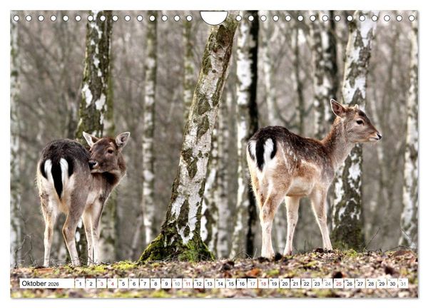 Produktbild: Der Damhirsch - Der Schaufeltr&auml;ger des Waldes (Wandkalender 2026 DIN A4 quer), CALVENDO Monatskalender