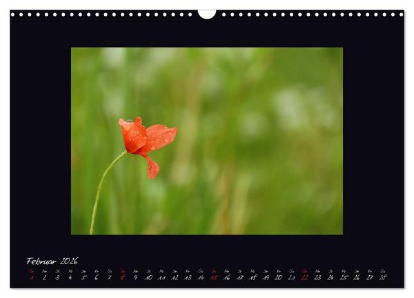 Produktbild: MOHNographie (Wandkalender 2026 DIN A3 quer), CALVENDO Monatskalender