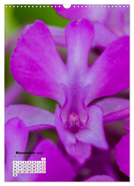 Produktbild: Zauber der Natur - Heimische Orchideen und Wiesenblumen (Wandkalender 2026 DIN A3 hoch), CALVENDO Monatskalender