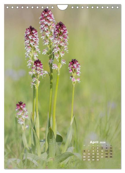 Produktbild: Orchideen in freier Wildbahn (Wandkalender 2026 DIN A4 hoch), CALVENDO Monatskalender