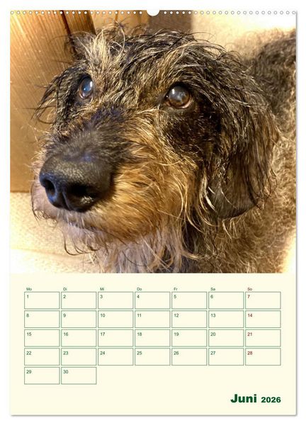 Produktbild: Schorschi &ndash; Ein Jahr mit dem bayrischen Rauhhaardackel (hochwertiger Premium Wandkalender 2026 DIN A2 hoch), Kunstdruck in Hochglanz