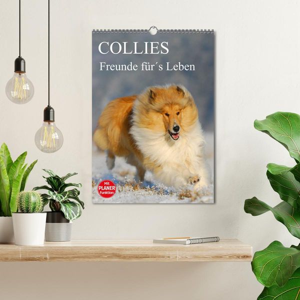 Produktbild: Collies - Freunde f&uuml;r&acute;s Leben (Wandkalender 2026 DIN A3 hoch), CALVENDO Monatskalender