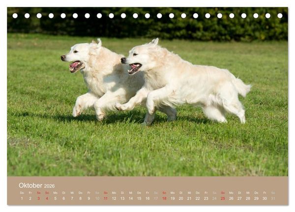 Produktbild: Golden Retriever (Tischkalender 2026 DIN A5 quer), CALVENDO Monatskalender