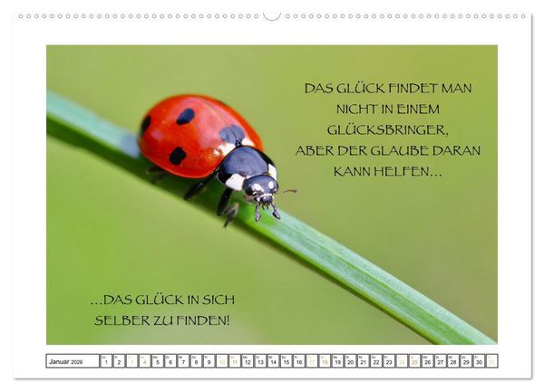 Produktbild: Spruch verliebt (hochwertiger Premium Wandkalender 2026 DIN A2 quer), Kunstdruck in Hochglanz