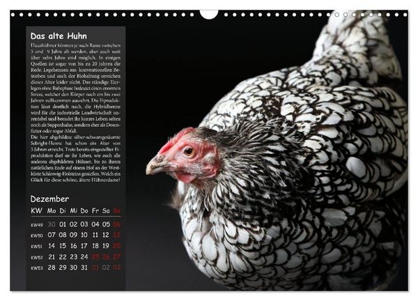 Produktbild: Von der Einzigartigkeit der H&uuml;hner 2026 (Wandkalender 2026 DIN A3 quer), CALVENDO Monatskalender