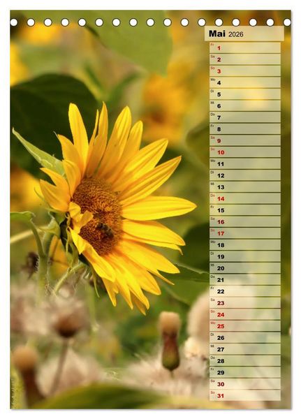Produktbild: Leuchtende Sonnenblumen, sonnige Aussichten das ganze Jahr (Tischkalender 2026 DIN A5 hoch), CALVENDO Monatskalender