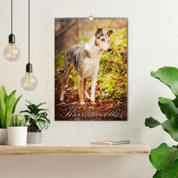 Produktbild: Kurzhaarcollies (Wandkalender 2026 DIN A3 hoch), CALVENDO Monatskalender