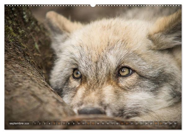 Produktbild: Les p'tits loups gris (Calendrier mural 2026 DIN A2 vertical) calendrier de bureau