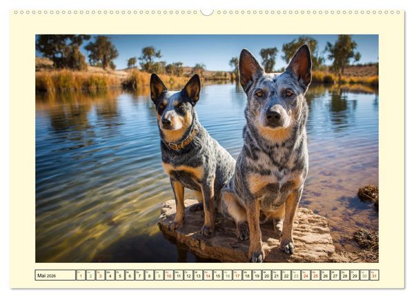 Produktbild: Australian Cattle Dogs. Echte Cowboys und Helden der Farm (hochwertiger Premium Wandkalender 2026 DIN A2 quer), Kunstdruck in Hochglanz