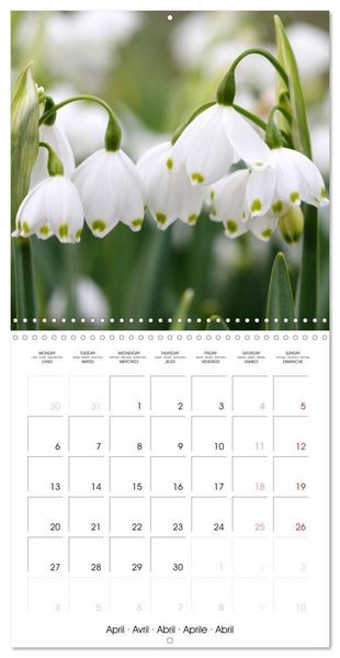 Produktbild: Kruse, G: Printemps toute l'ann&eacute;e (Calendrier mural carr&eacute; 20