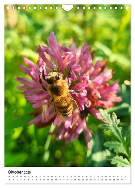 Produktbild: Imkers flei&szlig;igste Bienen - So arbeiten meine Immen &ndash; Originalaufnahmen aus erster Hand (Wandkalender 2026 DIN A4 hoch), CALVENDO Monatskalender
