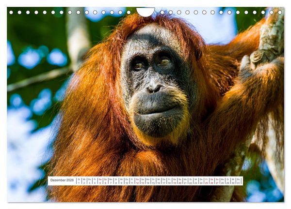 Produktbild: Gunung Leuser Nationalpark und seine Orang Utans (Wandkalender 2026 DIN A4 quer), CALVENDO Monatskalender