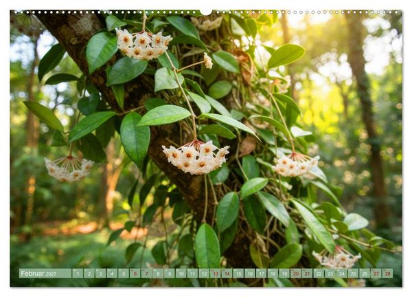 Produktbild: Zimmerpflanzen auf Heimaturlaub (Wandkalender 2027 DIN A2 quer), CALVENDO Monatskalender