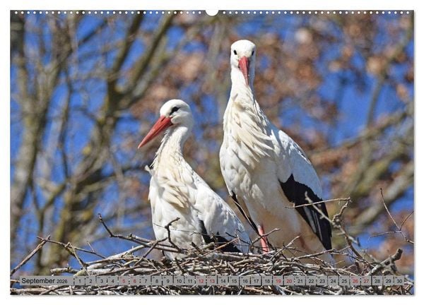 Produktbild: Zu Gast bei Familie Storch (Wandkalender 2026 DIN A2 quer), CALVENDO Monatskalender
