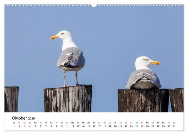 Produktbild: Seeland - Impressionen aus dem S&uuml;dwesten der Niederlande (hochwertiger Premium Wandkalender 2026 DIN A2 quer), Kunstdruck in Hochglanz