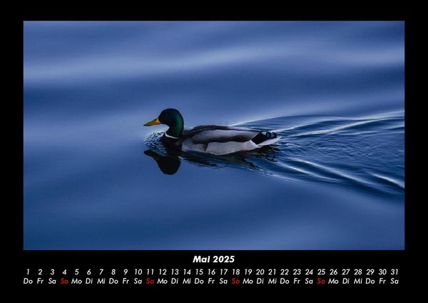 Produktbild: Enten 2025 Fotokalender DIN A3