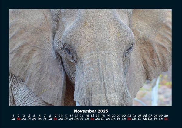 Produktbild: Elefanten 2025 Fotokalender DIN A4