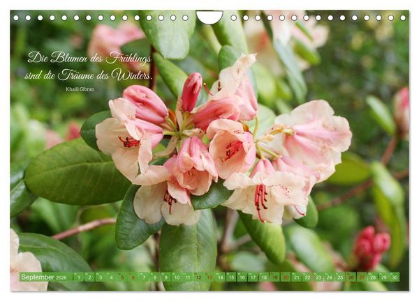 Produktbild: Rhododendren und Poesie (Wandkalender 2026 DIN A4 quer), CALVENDO Monatskalender