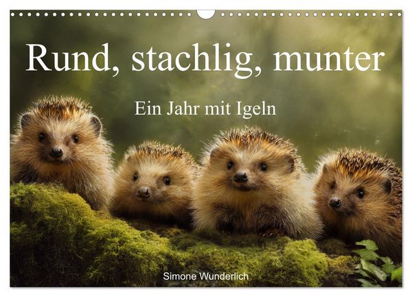 Produktbild: Rund, stachlig, munter - Ein Jahr mit Igeln (Wandkalender 2026 DIN A3 quer), CALVENDO Monatskalender